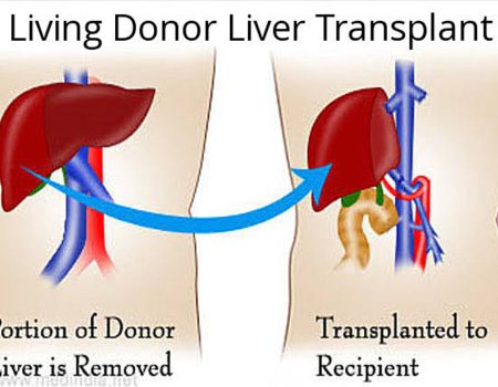 Liver